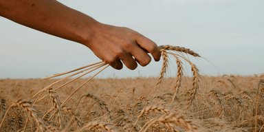 Гірше за кліматичну проблему: Україна може втратити половину врожаю до 2050 року