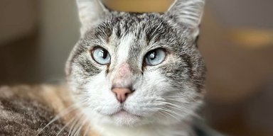 Уже никто не ждал: кот вернулся домой после 7 лет жизни в "колонии" (фото)