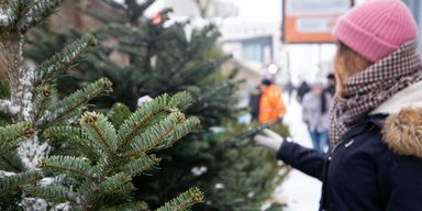 В Киеве стартовала продажа новогодних елок: где купить и сколько стоит