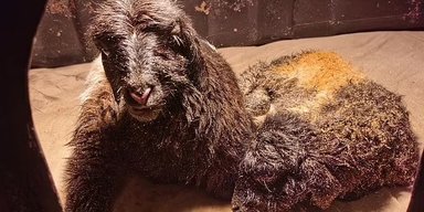 Слідами творців Доллі. Через майже 30 років Китай клонував пару найкращих тибетських кіз (відео)