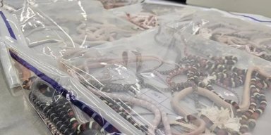 Спрятал в интересном месте: в Китае мужчина пытался провезти через границу более 100 змей