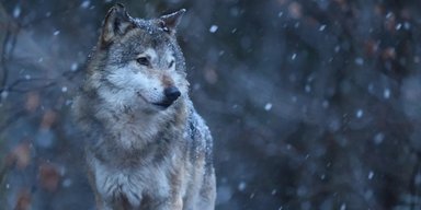 Король вовків: самець пройшов 1600 км, щоб заснувати першу зграю за 100 років і дати потомство