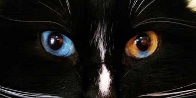 Почему у вашей кошки глаза разного цвета