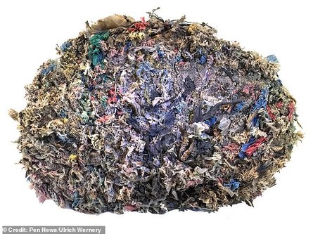 верблюды, дубай, смерть, пластиковые отходы, содержимое желудка