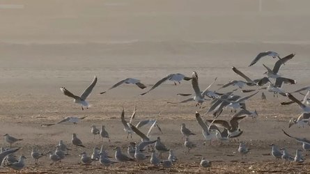 мидии, ракушки, море, моллюски