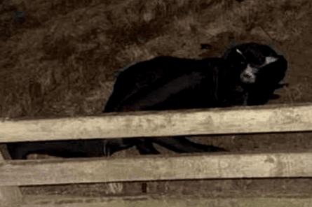 Человек-кот