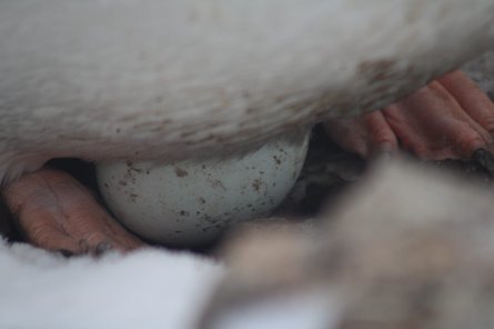 История о пингвинах, станция Вернадского, пингвины, яйцо