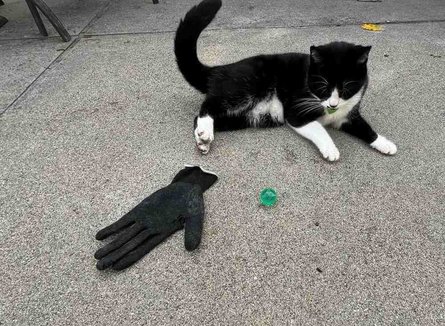 Кішка краде речі з чужих будинків, щоб порадувати власницю, курйози з тваринами, приколи, дивні випадки