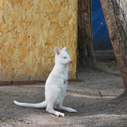 кенгуру, альбінос