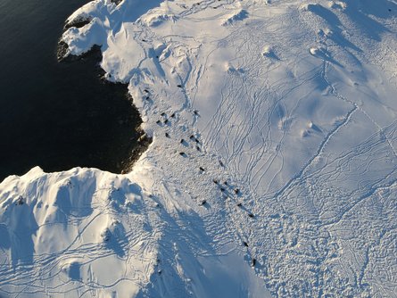 Морські котики, тюлені, Академік Вернадський, станція Академіка Вернадського, фото морських котиків, багато морських котиків, морські котики Антарктика