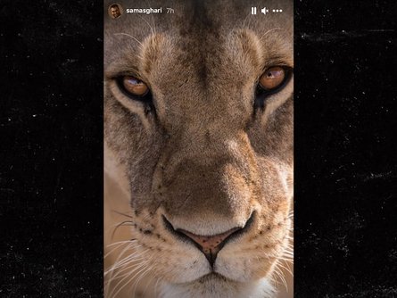 львица, бойфренд, Бритни Спирс