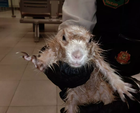 Контрабанда экзотических животных, выдры в трусах, аэропорт, Таиланд, курьезы, фото