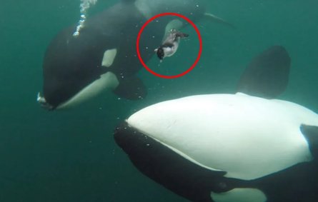 Косатка выпустила изо рта чайку ради человека