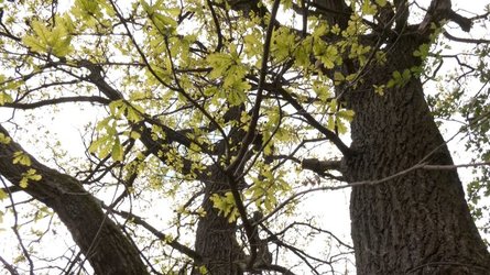 Дуби біля хутора