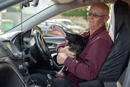 індичка магазин, вихованець, птах вихованець, індичка вихованець, індичка вихованець