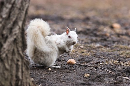 белка, дерево, фото