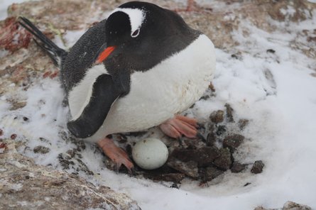 История о пингвинах, станция Вернадского, пингвины, яйцо, гнездо