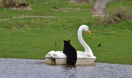 Медведи плавали по озеру на катамаране, курьез в сафари-парке, искусственное озеро, приколы, развлечения, животные, Великобритания