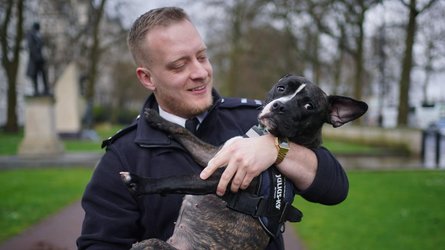 Собаку посадили не на той рейс, що господаря, помилка в аеропорту, посадка на рейс, подорожі, туризм, авіація, США, тварини, курйози