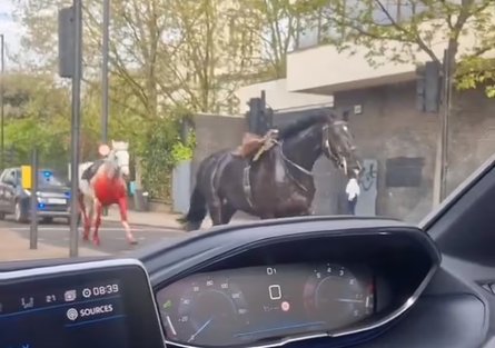 Коні пробігли вулицями Лондона, коні, скакуни, тварини, кінь у крові, постраждали люди, врізалися в машини, автобус