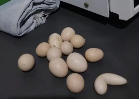 Курка несе незвичні яйця, яйця унікальної форми, Бразилія, фермер, курйози, фото