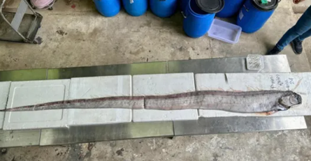 Рыба-землетрясение, сельдевый король, Таиланд, рыбаки, катастрофы, символ беды, предвестница, мифология, суеверия