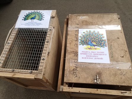 павичі, павич, Росія, Липецький зоопарк, гуманітарна допомога ЗС РФ