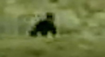 Курьезы на видео, Бигфут, Арктика, доказательства