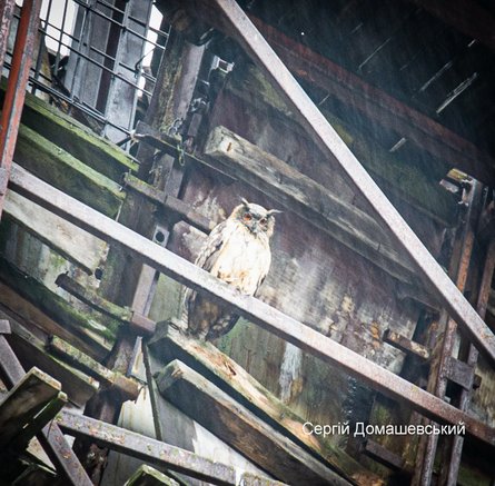 Филин, ЧАЭС