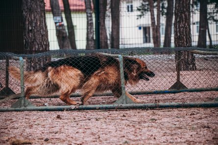 кинологи, мвд, нацгвардия, животные, соревнования