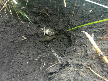 Менгли Гирей I, хан Менгли Гирей, крымский хан, крымские ханы, Крымское ханство, Флоранский клад, монеты Крымское ханство, акче