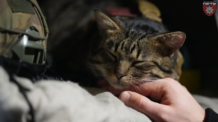 бойовий кіт, Марун, ОШБ НПУ «Лють», коти на фронті, тварини на фронті, військові коти