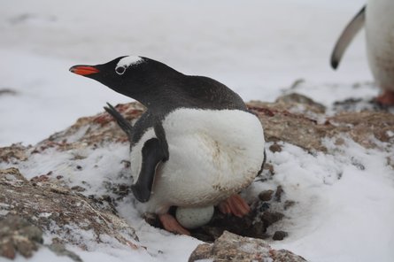 История о пингвинах, станция Вернадского, пингвины, яйцо, гнездо, кладка