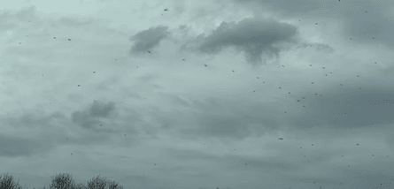 Нашествие насекомых, британская деревня, заполонили дома, садятся на людей, облепили машины, мягкая зима, мошки, насекомые