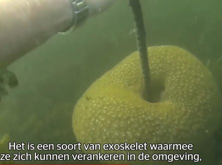 Странное животное, колония микроорганизмов, фото, колония веревка