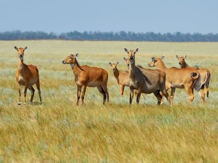 Аскания Нова, Херсонщина, оккупация