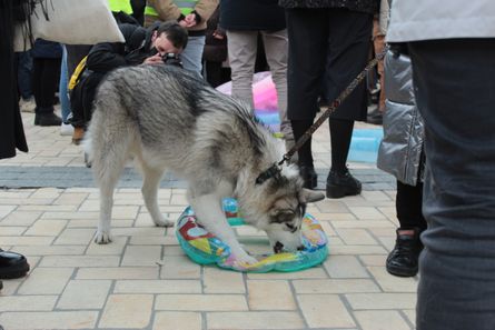 марш жінок, стамбульська конвенція, 8 березня, традиція і порядок, протести