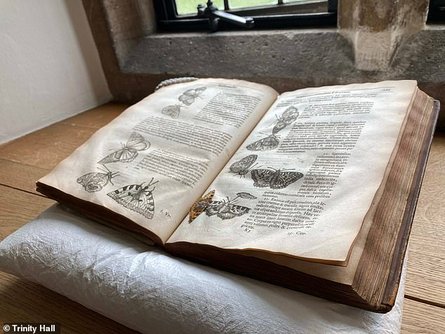 метелик, книга, бібліотека