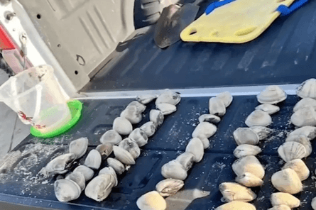 Дети собирали моллюсков, ракушки, моллюски, огромный штраф, семейный отдых, отдых на пляже, прогулка, ловля рыбы