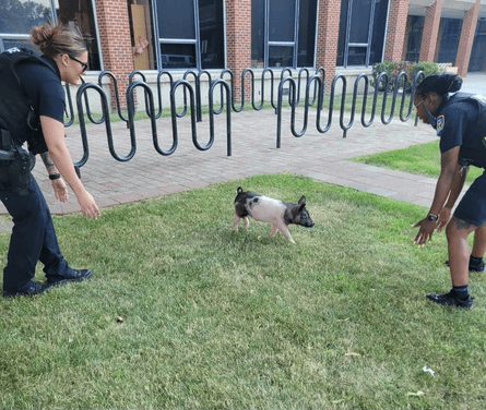 Свиня і поліцейські