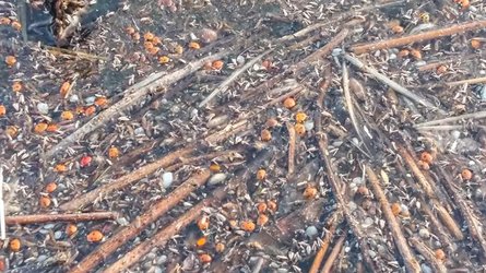 божьи коровки, тузловские лиманы