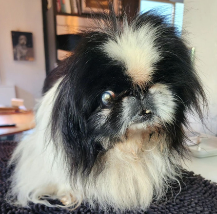 Волонтерство, допомога знедоленим тваринам, собаки, пси, США, фото