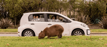 капібара, аргентина капібара, гризун капібара