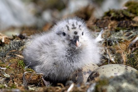 птенец мартина, цвет пуха, Антарктида
