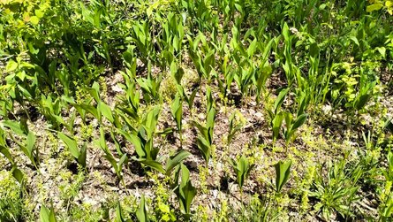 Конвалії біля хутора