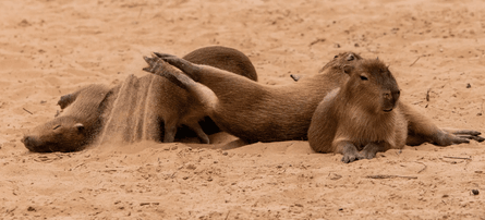 капібара, аргентина капібара, гризун капібара