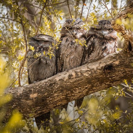 Козодой, найпопулярніша птах в Instagram, птах