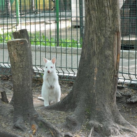 кенгуру, альбінос