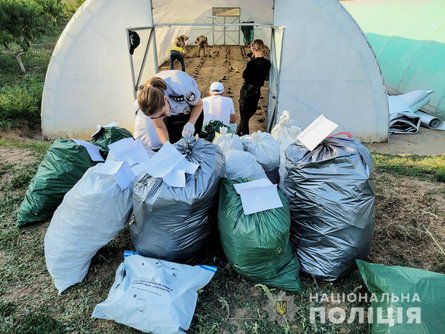 парник, конопля, каталино