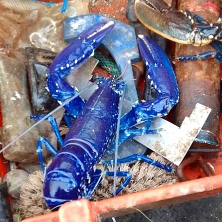 Вдруге рибалка впіймав лобстера 9 червня